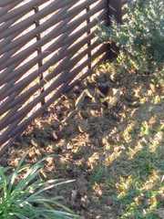 Hemachatus haemachatus