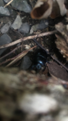 Anoplotrupes stercorosus