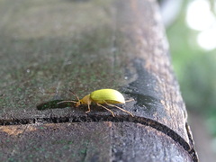 Cistelomorpha nigripilis