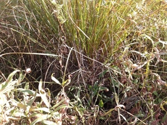 Carex cespitosa