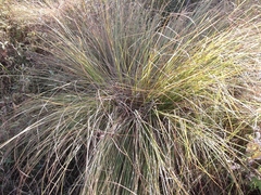 Carex cespitosa