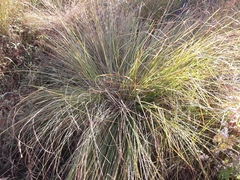 Carex cespitosa