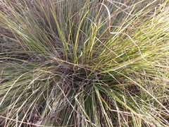 Carex cespitosa