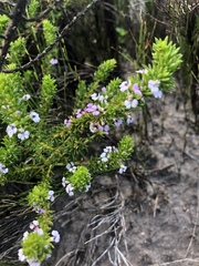 Muraltia satureioides