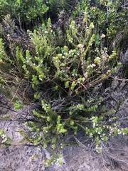 Muraltia satureioides