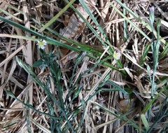 Symphyotrichum subulatum squamatum