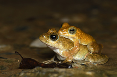 Ota's Stream Tree Frog photo 2