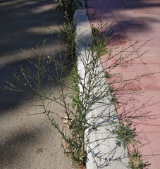 Symphyotrichum subulatum squamatum