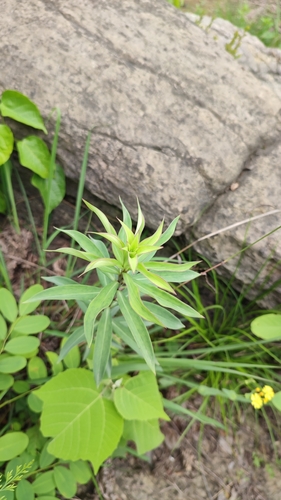 Chinese lily