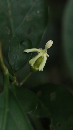 Aidia canthioides (Aidia canthioides)