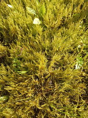 Drepanocladus