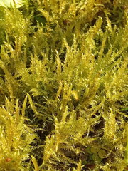 Drepanocladus