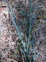Symphyotrichum subulatum squamatum