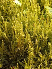 Drepanocladus