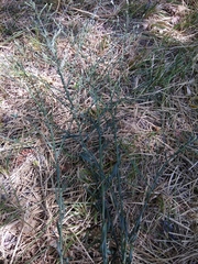 Symphyotrichum subulatum squamatum
