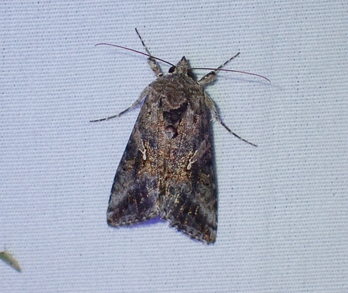 Gray Looper Moth photo 5