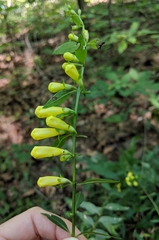Aureolaria grandiflora