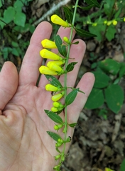 Aureolaria grandiflora