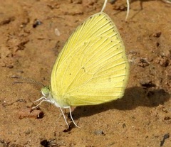 Eurema laeta