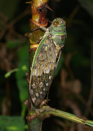 Ugada giovanninae