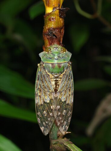 Ugada giovanninae