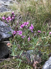 Chamaenerion fleischeri