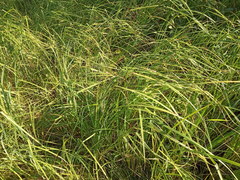 Carex acuta