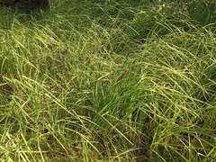 Carex acuta