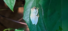 Boana platanera