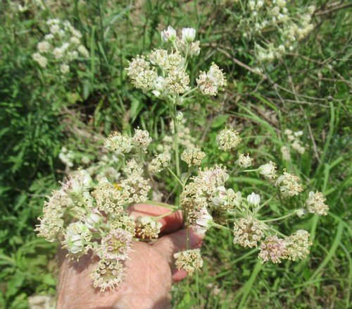 Image of Hymenopappus artemisiifolius by (c) Linda Jo Conn, some rights reserved (CC BY)