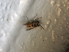 Vespula germanica