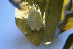 Tessaratomidae