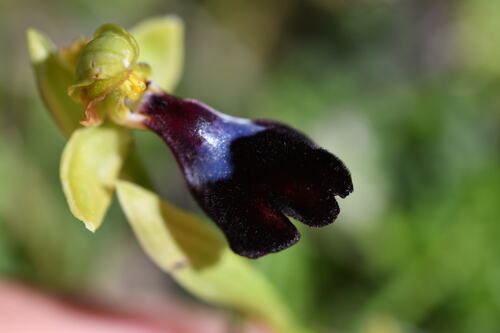 Image of Ophrys atlantica by (c) Mourad Harzallah, some rights reserved (CC BY)