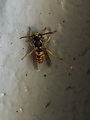 Vespula germanica