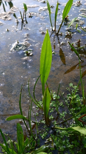 Image of Alisma lanceolatum by no rights reserved