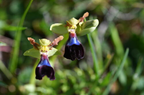 Image of Ophrys atlantica by (c) Mourad Harzallah, some rights reserved (CC BY)