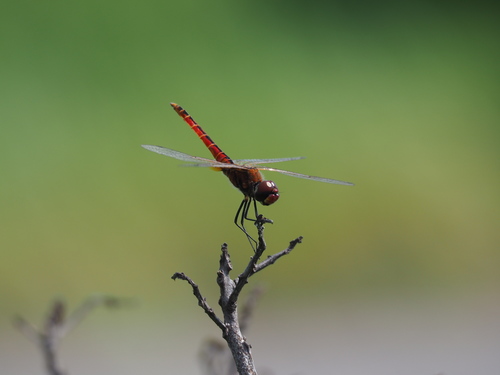 Wandering Pennant photo 3