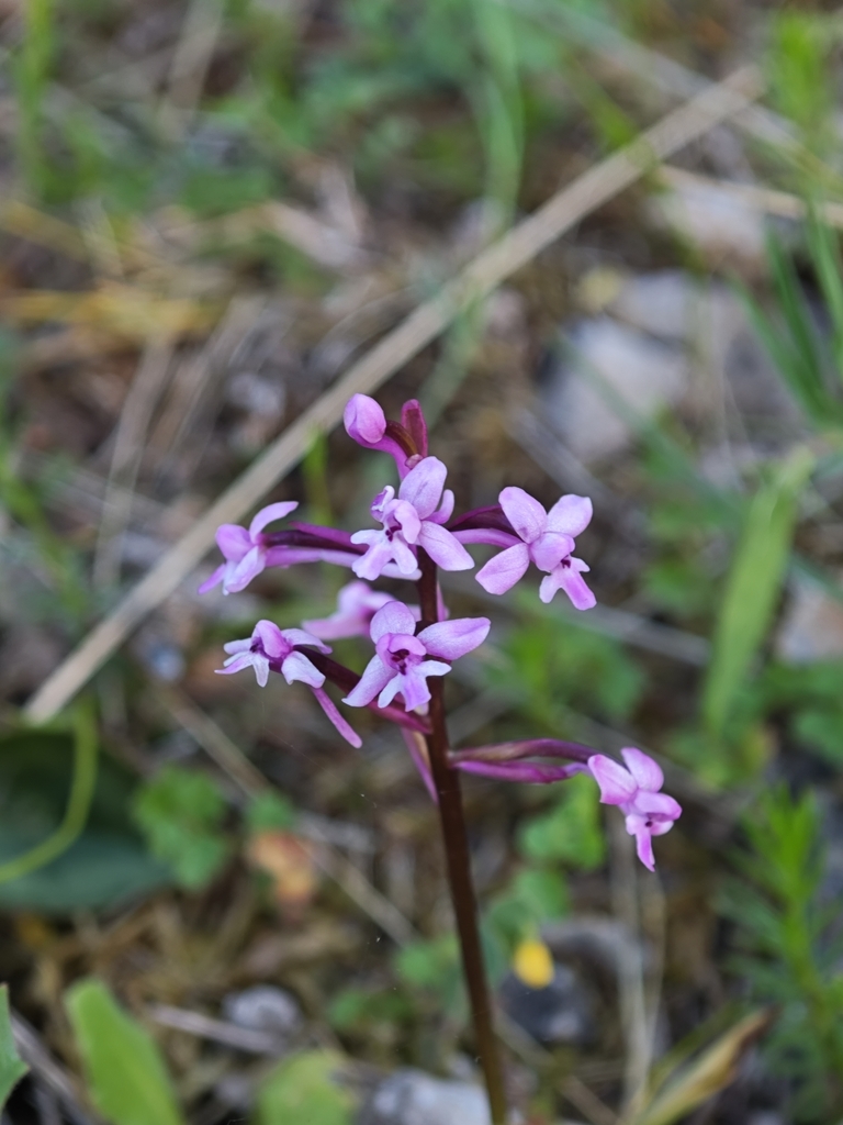 Orchis brancifortii