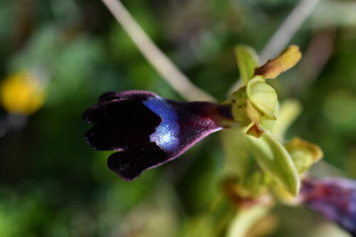 Image of Ophrys atlantica by (c) Mourad Harzallah, some rights reserved (CC BY)