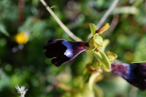Image of Ophrys atlantica by (c) Mourad Harzallah, some rights reserved (CC BY)
