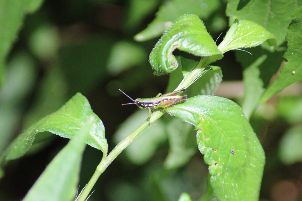 Chitaura maculata