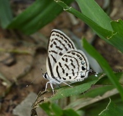 Tarucus balkanica