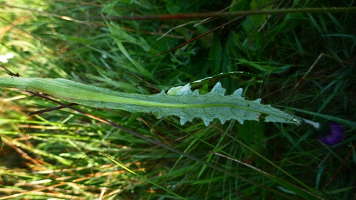 Image of Meadow Thistle (Cirsium dissectum) by no rights reserved