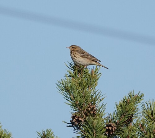 Tree Pipit