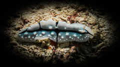 Phyllidiopsis shireenae