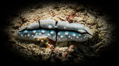 Phyllidiopsis shireenae