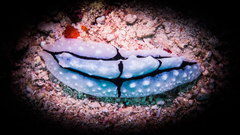 Phyllidiopsis shireenae