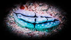 Phyllidiopsis shireenae