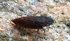 Planaphrodes