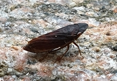 Planaphrodes